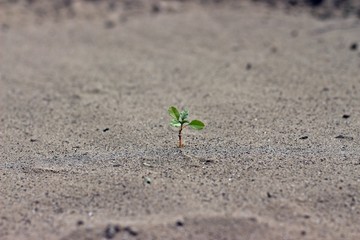Young green sprout beginning to grow in sandy beach. The begining of new live