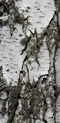 birch bark close-up