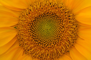 close up sunflower