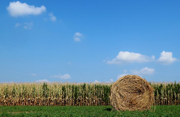 Rural background. A hay bale on green grass in front of a cornfield in the middle of the summer....