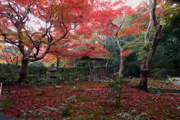 京都の紅葉/fall foliage in kyoto