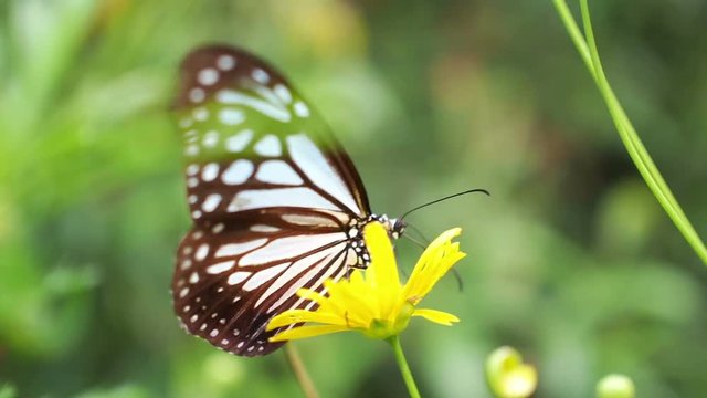 Tropical butterfly on the yellow daisy flower
