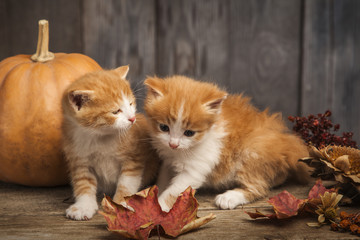 halloween pumpkin jack-o-lantern and ginger kitten on black wood background