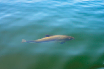 Fototapeta premium Schweinswal