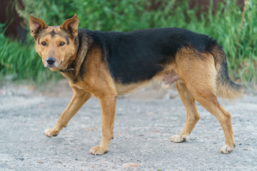 Walking dog at the summer day