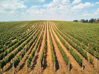 Fototapeta na wymiar aerial view of green vineyard against sky with clouds, czech republic