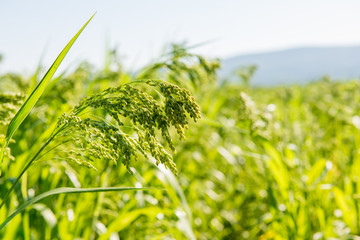 millet plant Panicum miliaceum L.