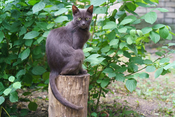 The cat sttting like sphinx at the tree stump