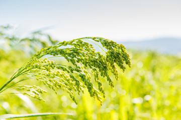 millet plant Panicum miliaceum L.