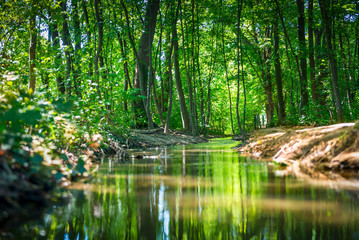 small river through a forest with a path