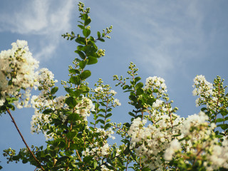 サルスベリと青空