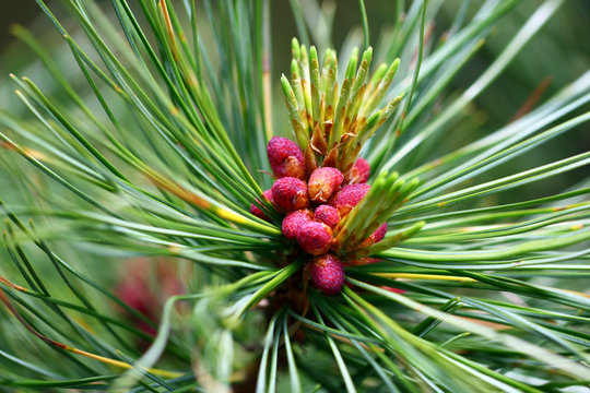 Pinus cembra