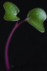 kohlrabi red