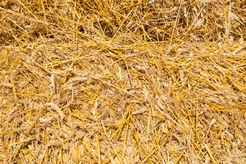 The summer background of yellow straw is ideal for inscription texture background