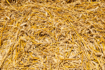  The background of yellow straw is ideal for inscription texture background