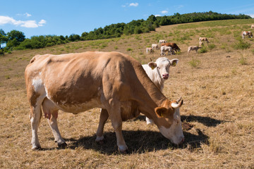 A cow and calf on the pasture