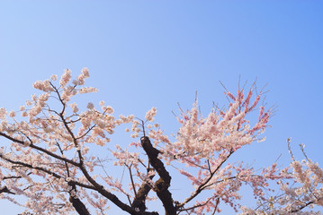 桜　空　素材
