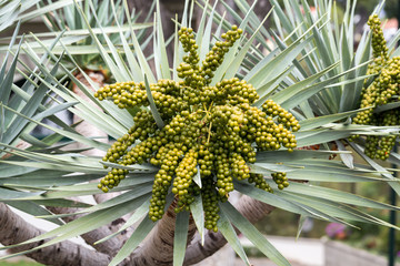 Seed head of Bangalow palm, Archontophoenix cunninghamiana