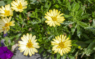 yellow flowers shrouded in greenery