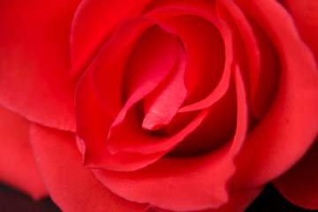 Fototapeta na wymiar Pink rose close-up with blurred background.