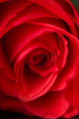 Pink, red rose close-up with blurred background.