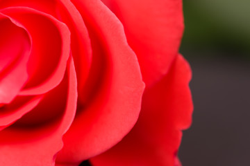 Pink, red rose close-up with blurred background.