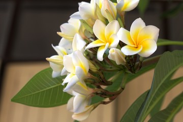 Yellow Plumeria blossom beautifully on a tree in the garden, the background naturally.