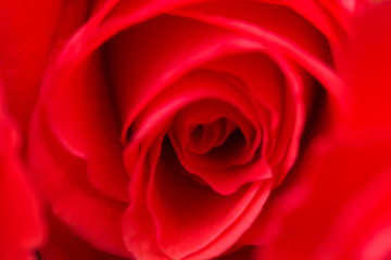 Pink, red rose close-up with blurred background.