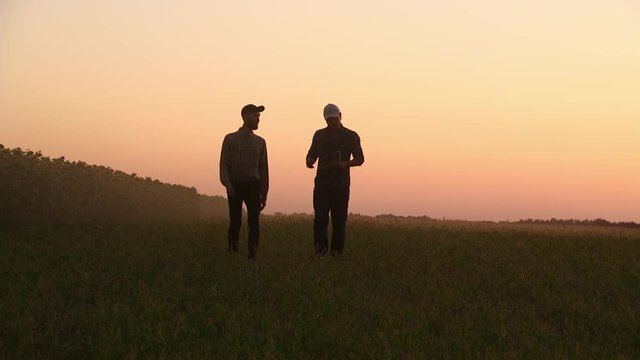 two farmers walking on the field. They carry equipment for planting a tree. On the Sunset. Side view