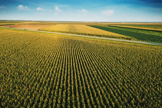 Corn field from drone perspective