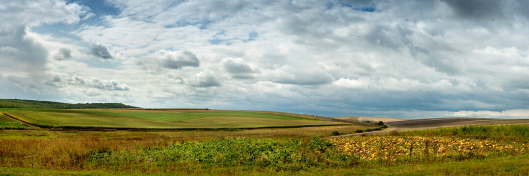 panoramic view with a pumpkin patch at sunset. Shallow depth of field, focus is a foreground.