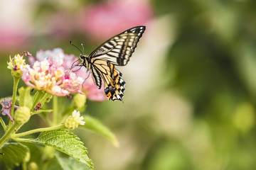 butterfly