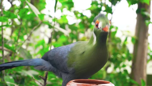 Colourfull Bird Eating in Tropical Forest