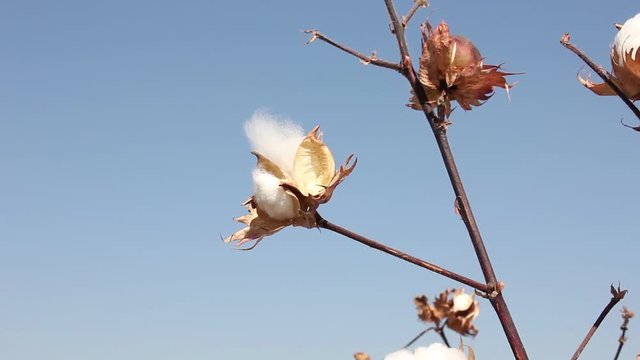 human hand harvests cotton from bush, Uzbekistan