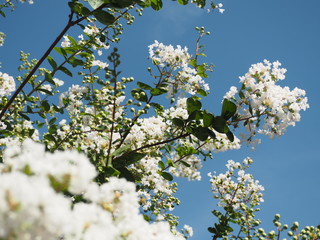 サルスベリと青空