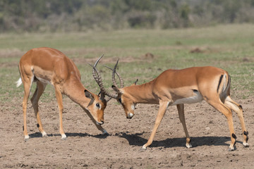 Impala's fighting