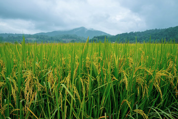Golden Rice Filed with Ripe Rice Ready for Harvest,  Farming Argriculture in Northern of Thailand