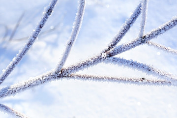 Branch of tree in winter is covered with frost in outdoors macro. Beautiful texture of hoarfrost...