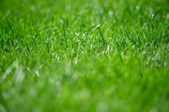 fresh green grass background
