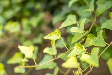 A refreshing close-up of green leaves