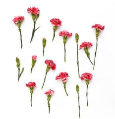 Carnation flowers on white background. Flat lay composition. Top view.