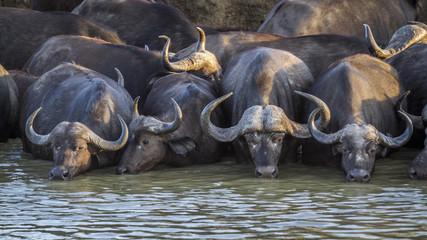 African buffalo in Kruger National park, South Africa ; Specie Syncerus caffer family of Bovidae