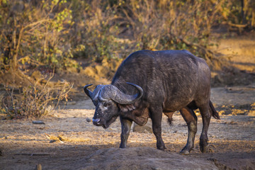 African buffalo in Kruger National park, South Africa ; Specie Syncerus caffer family of Bovidae
