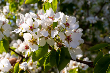 branch with white flowers of apple and green leaves