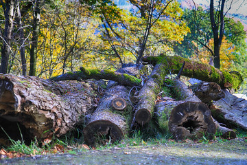 wooden trunks in the forest