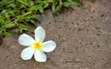 Fototapeta na wymiar White plumeria (Frangipani) flower falling on the cement floor wet after the rain.