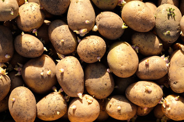 a lot of white potatoes on the field, dirty potatoes on sprouts