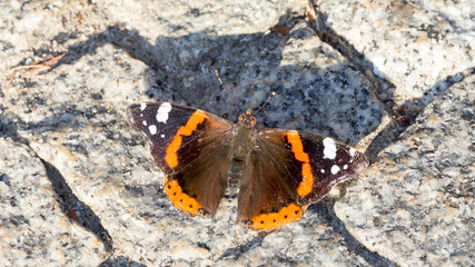 admiral butterfly resting on granite pavement