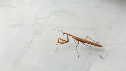 praying mantis