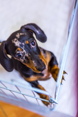 Puppy Dachshund on a green background